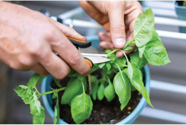 Fiskars Herb Garden Scissors, 5" Garden Shears - Image 2